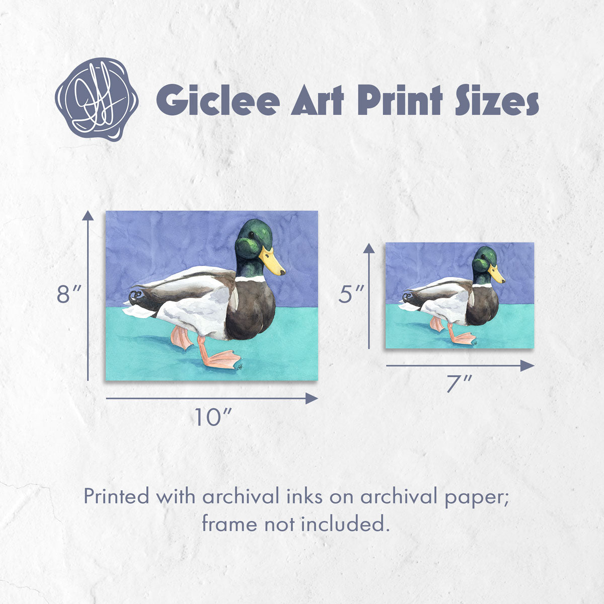 Giclee art print sizes for a modern watercolor mallard duck painting against a split blue and teal background. By Heidi Leduc