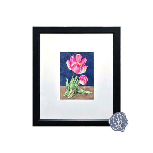 Original watercolor painting of an Apricot Parrot Tulip with ruffled pink and apricot petals against a deep blue background, framed in black with a white mat.